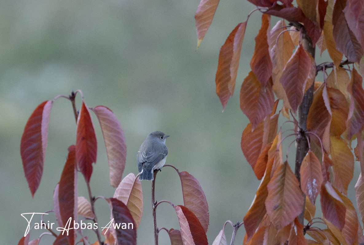 Red-breasted Flycatcher - ML646188877