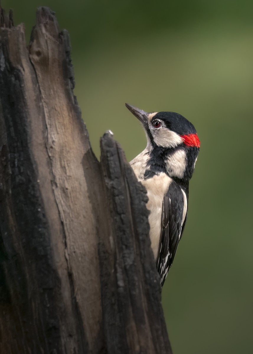 アカゲラ - ML646188878