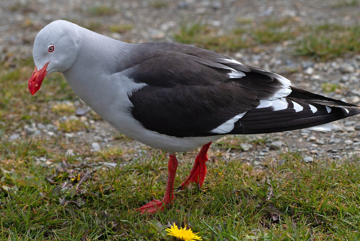 マゼランカモメ - ML646188880