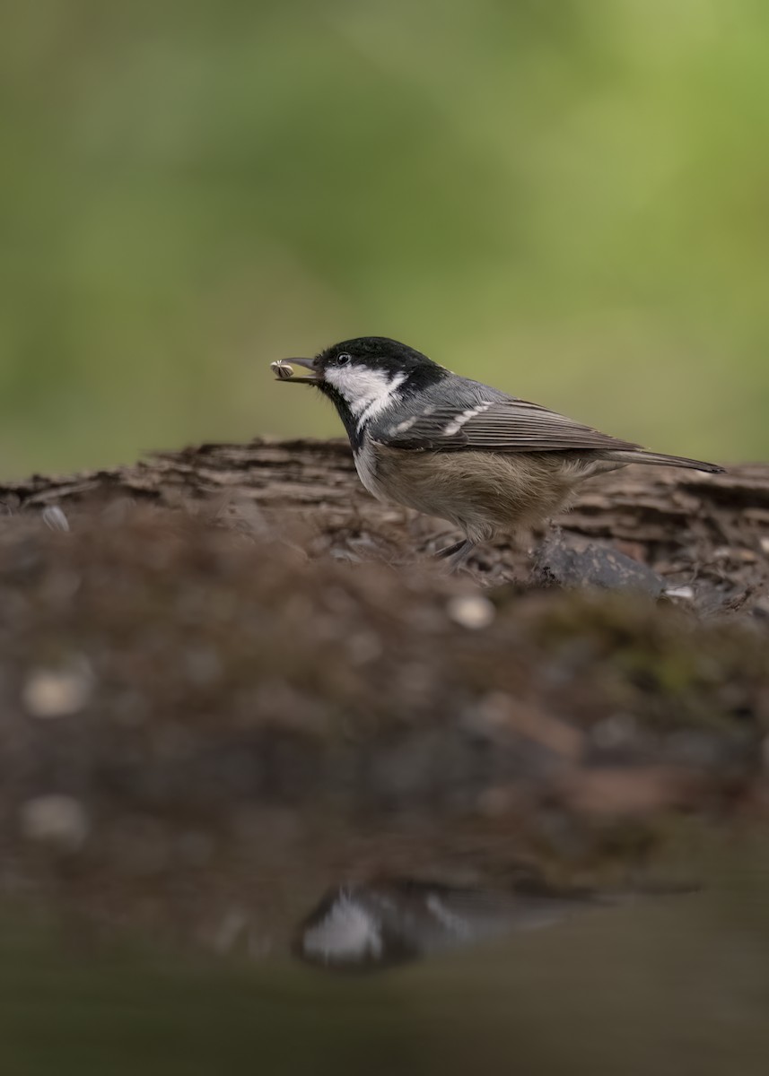 ヒガラ - ML646188883