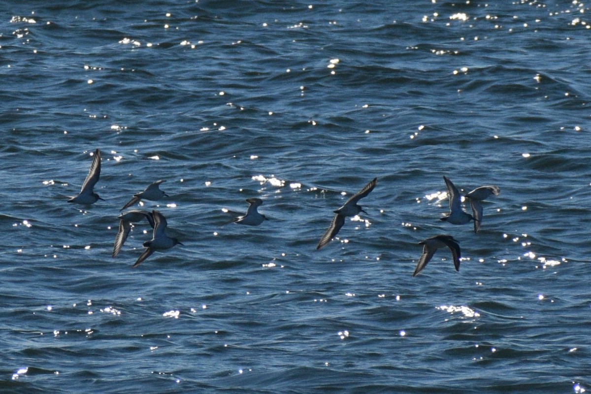 ムラサキハマシギ - ML646188884