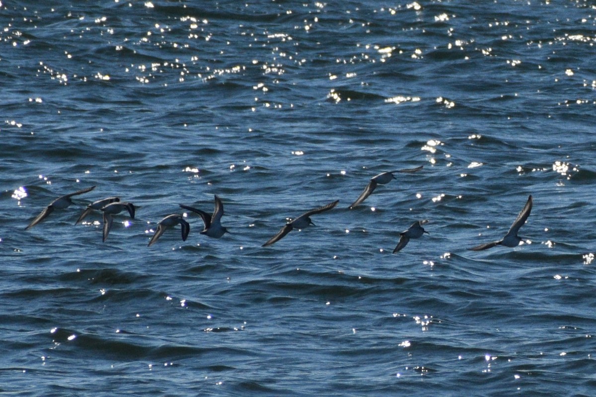 ムラサキハマシギ - ML646188885