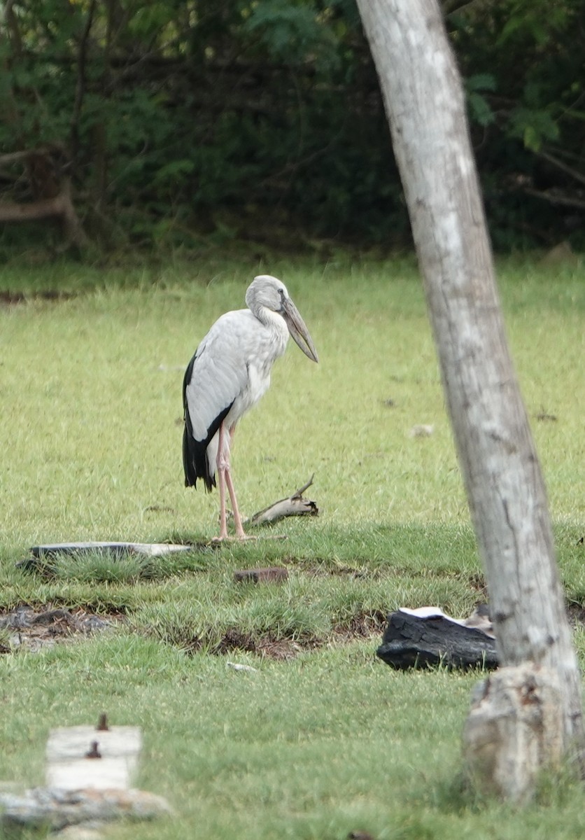 スキハシコウ - ML646188886