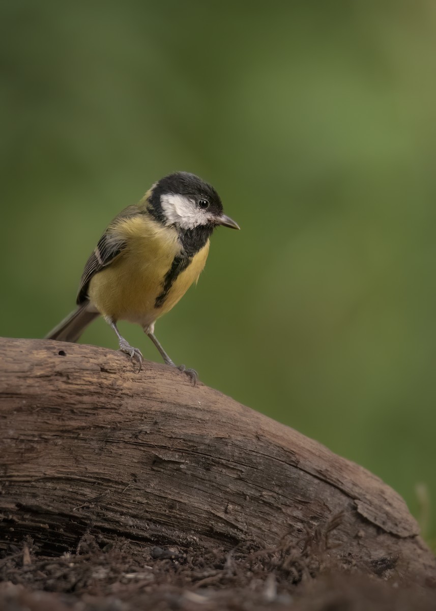 ヨーロッパシジュウカラ - ML646188887