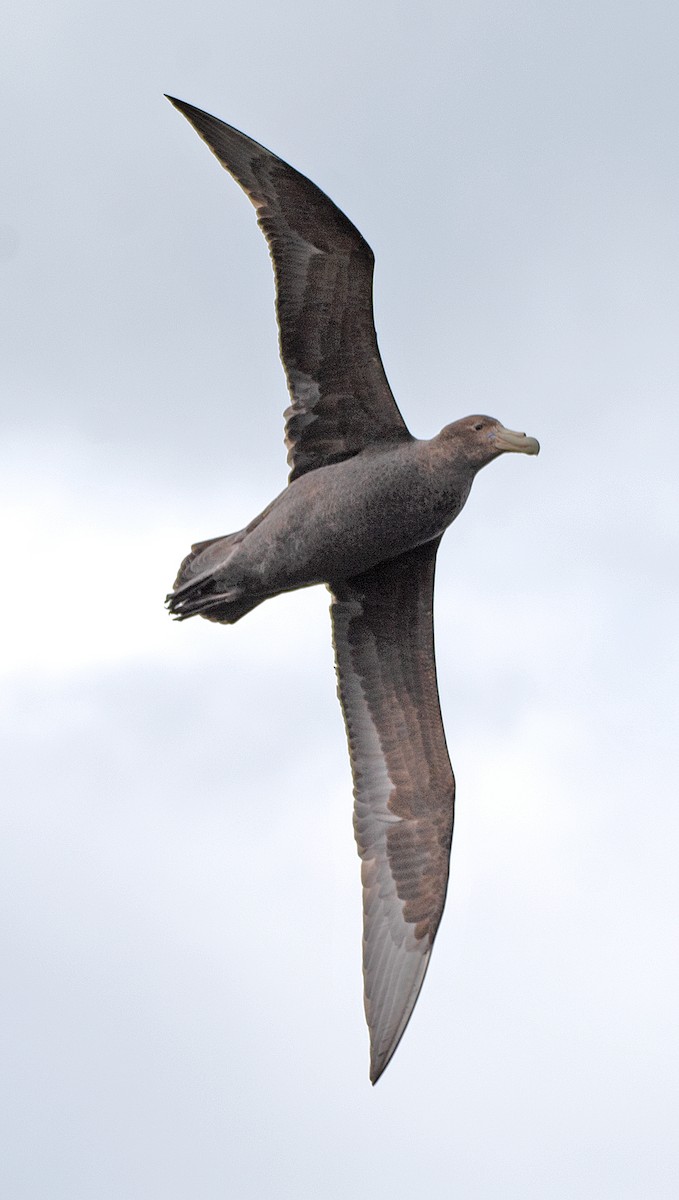 オオフルマカモメ - ML646188888