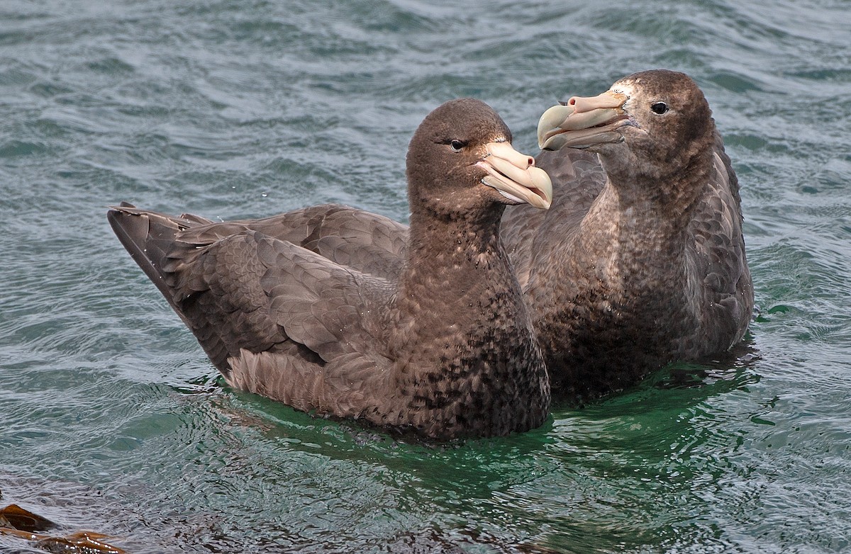 オオフルマカモメ - ML646188889