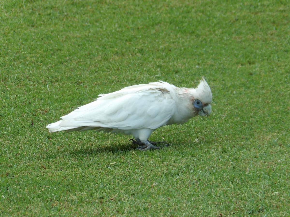 テンジクバタン - ML646188890