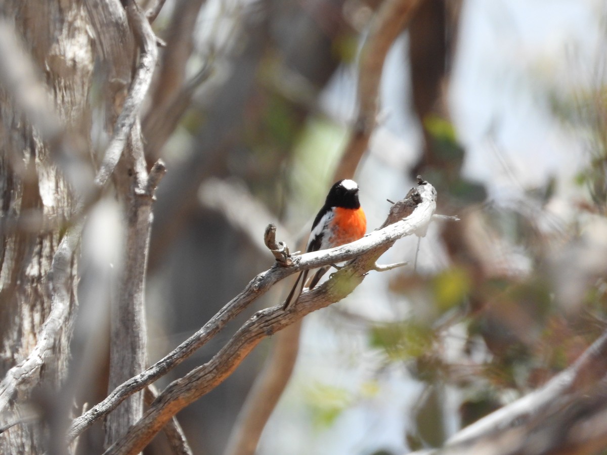 サンショクヒタキ - ML646188891