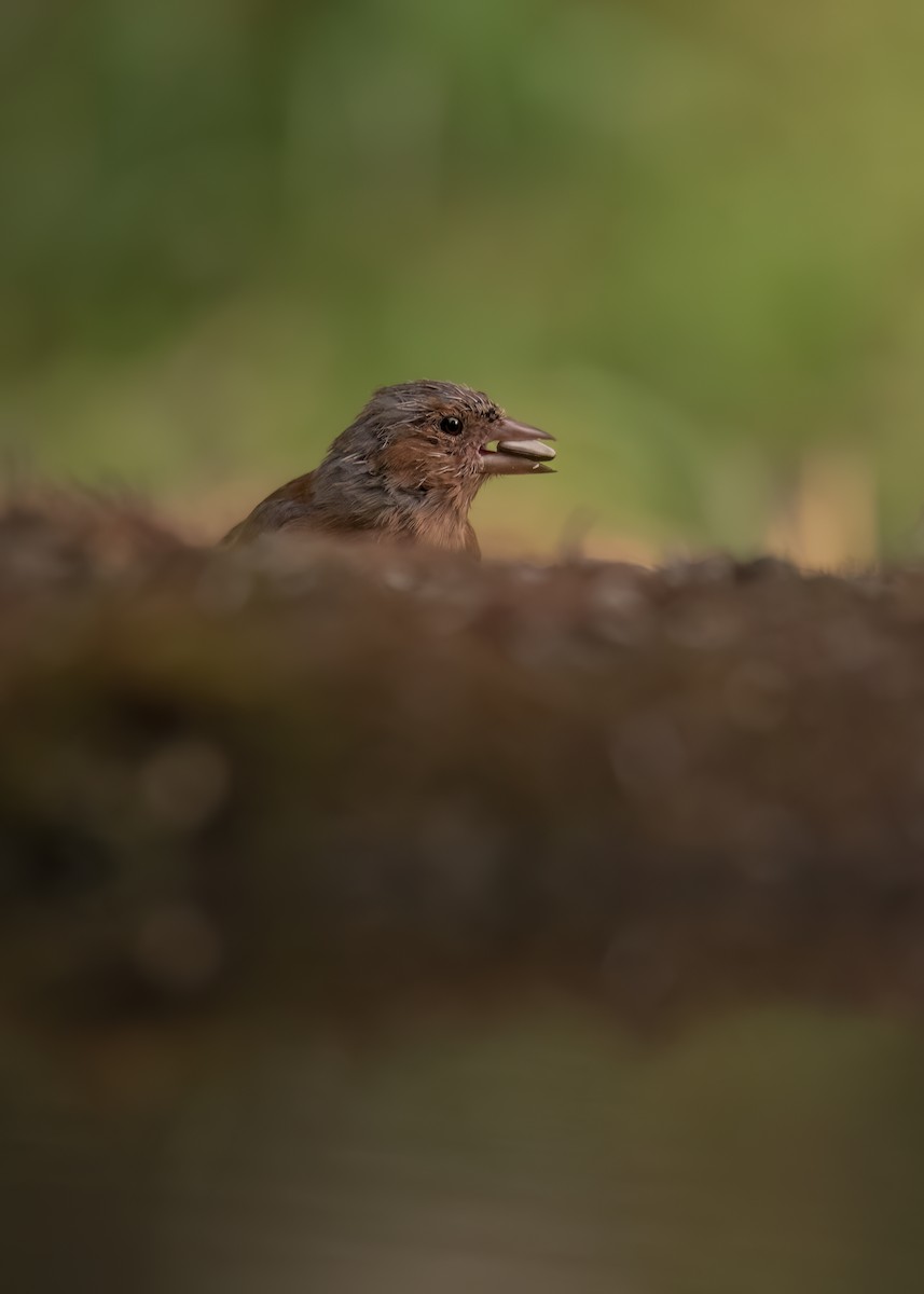 ズアオアトリ - ML646188892