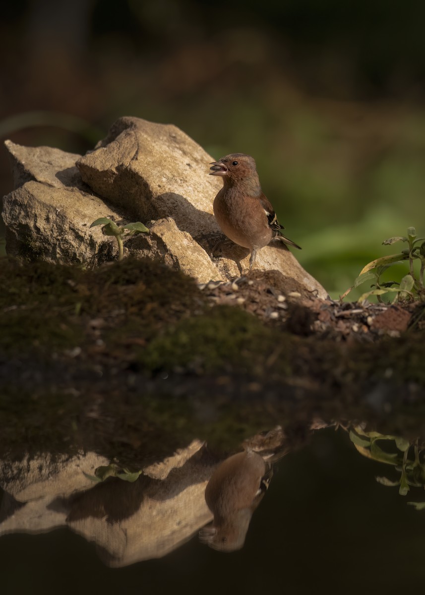 ズアオアトリ - ML646188893