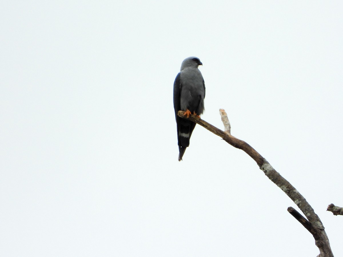 ムシクイトビ - ML646188894