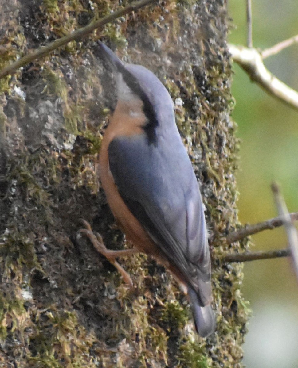 ゴジュウカラ - ML646188895