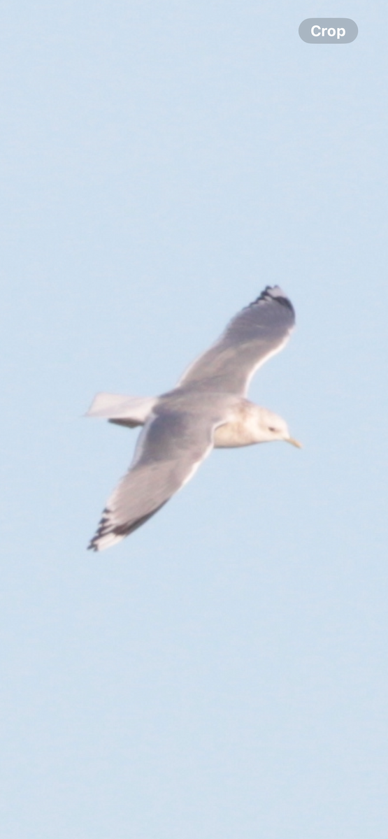 コカモメ - ML646188896