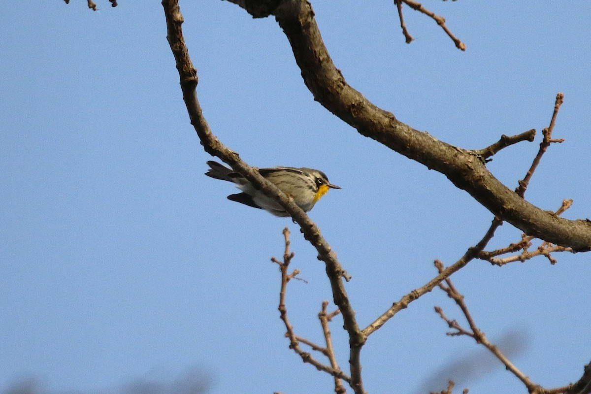Yellow-throated Warbler - ML646188897