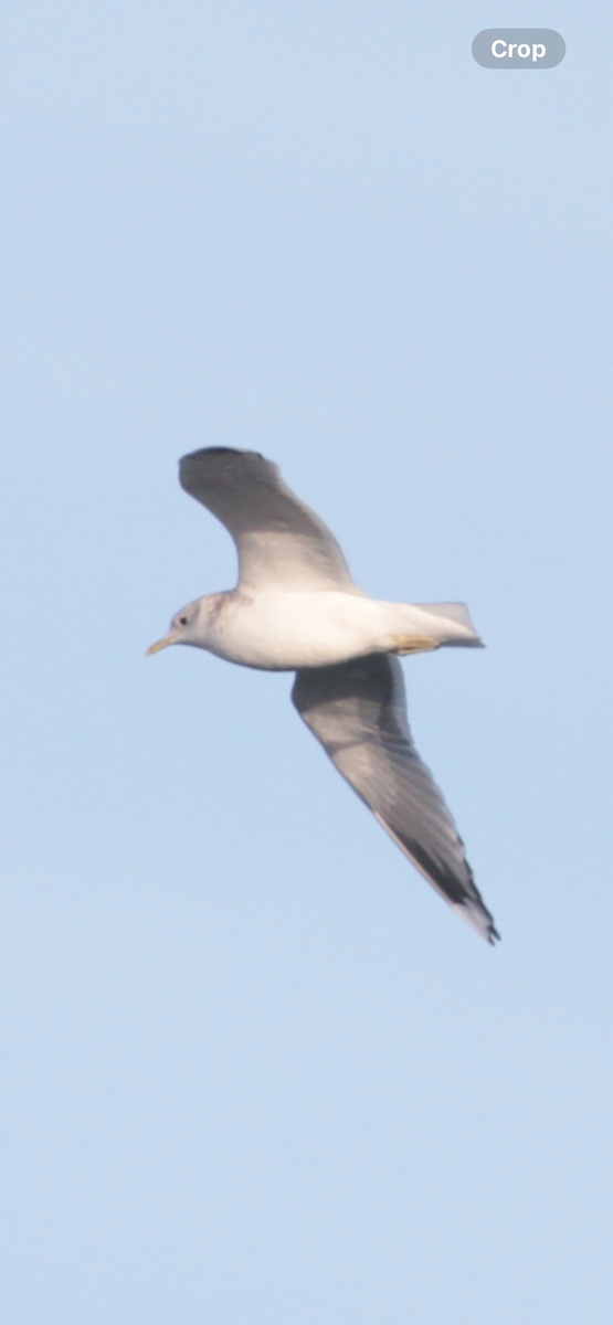 コカモメ - ML646188898