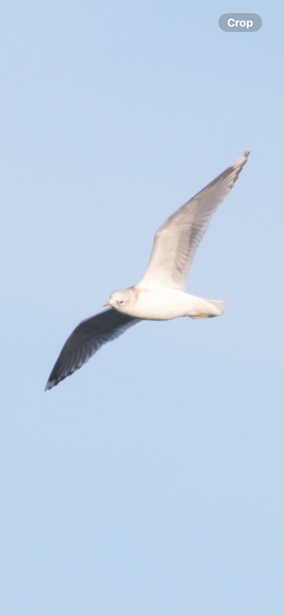 コカモメ - ML646188900