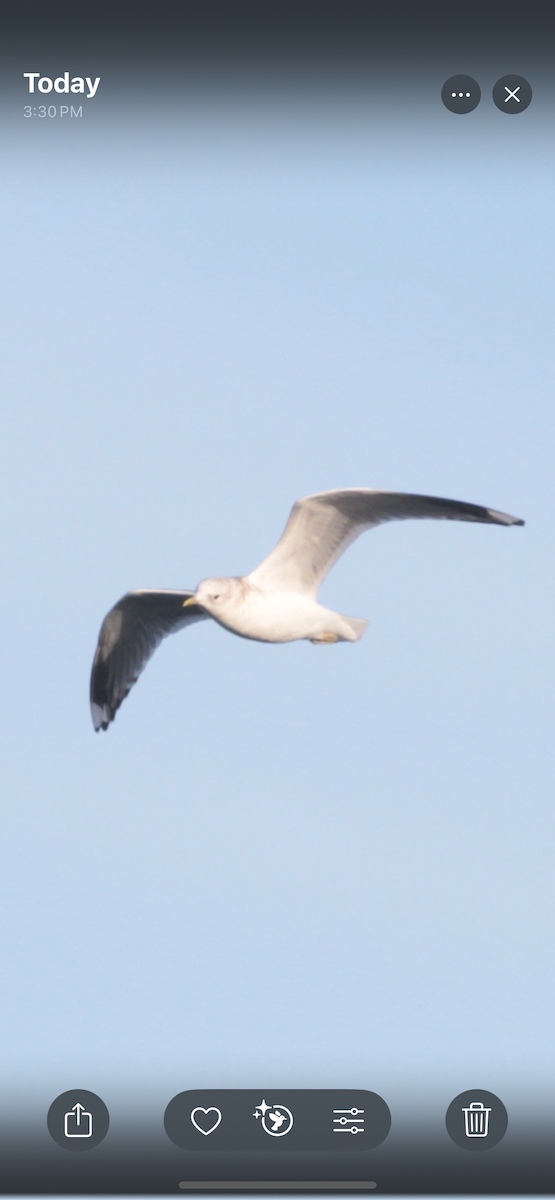 コカモメ - ML646188901