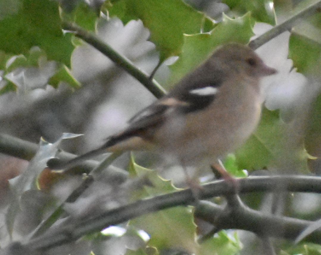 ズアオアトリ - ML646188905