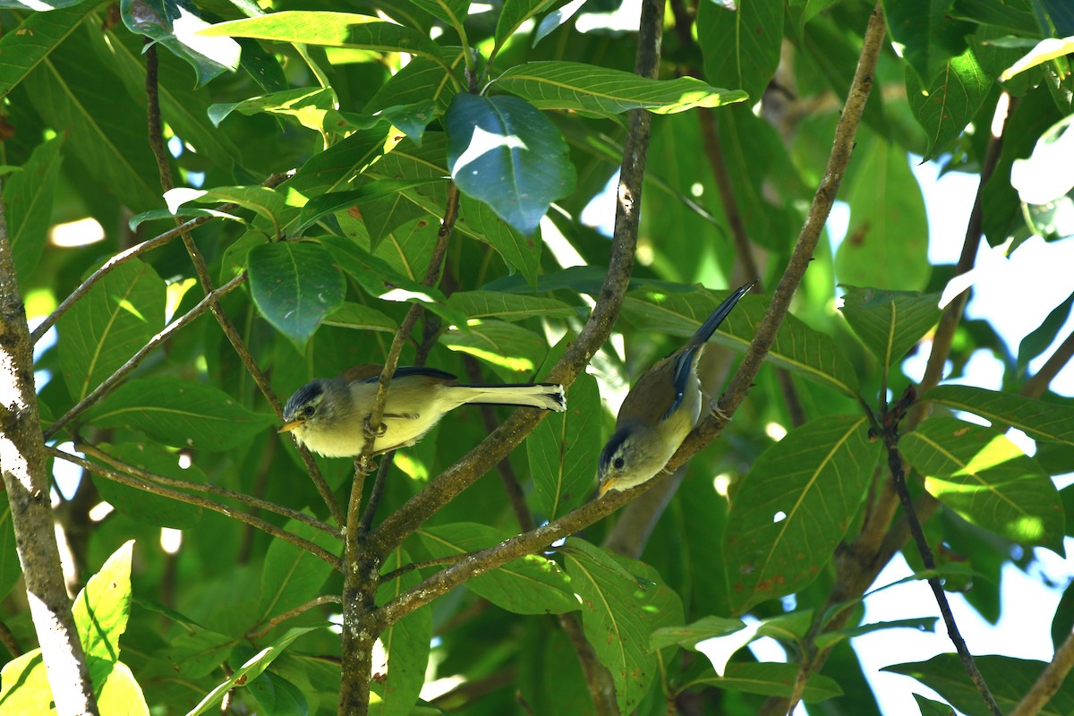 Blue-winged Minla - ML646188906