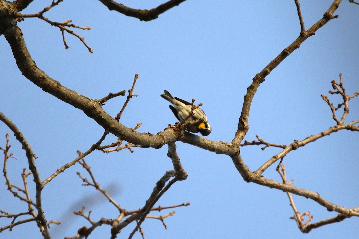 Yellow-throated Warbler - ML646188907