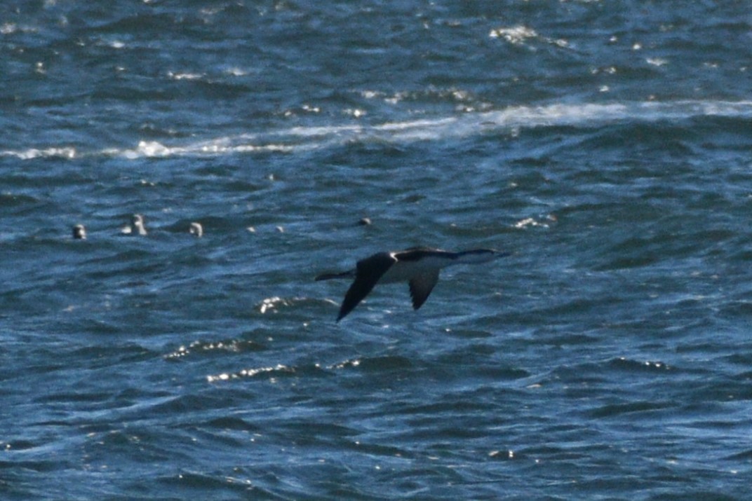 Plongeon catmarin - ML646188930