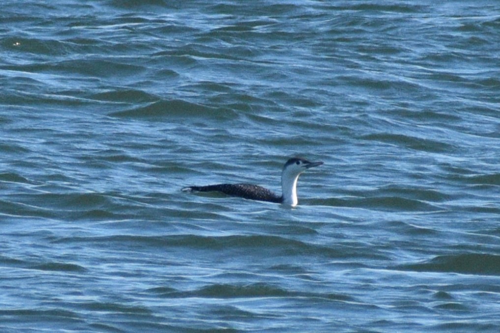 Plongeon catmarin - ML646188932