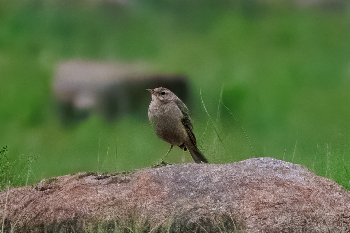 Buffy Pipit - ML646188933