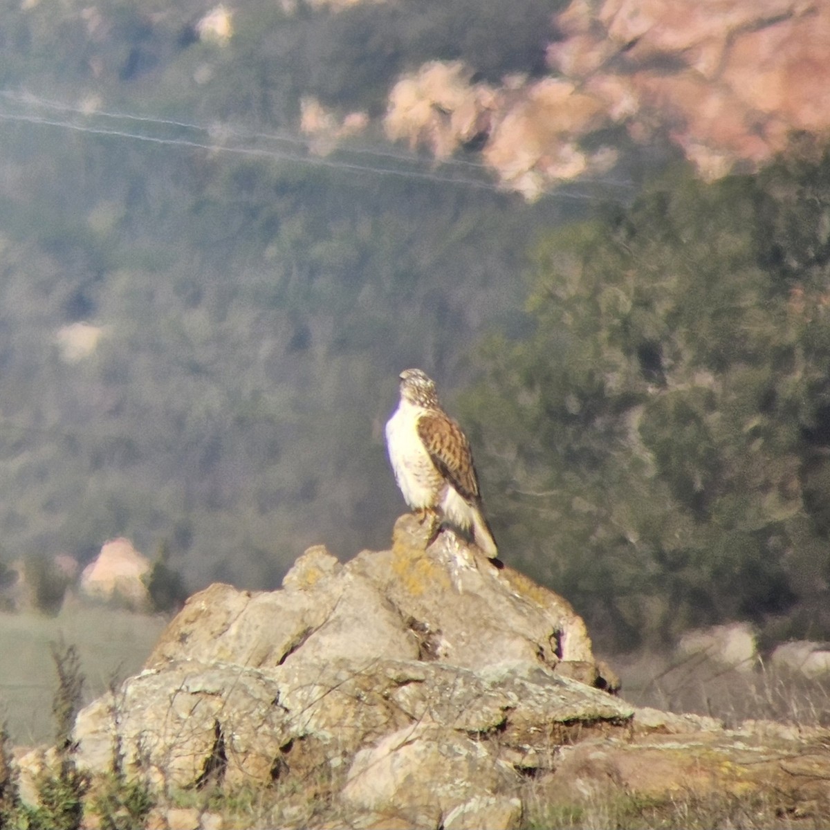 Ferruginous Hawk - ML646188950