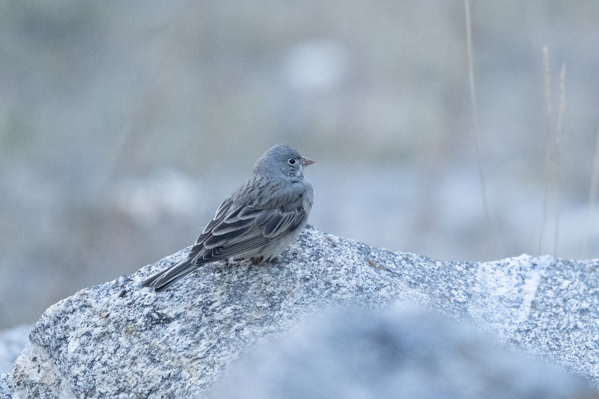 Gray-necked Bunting - ML646188951