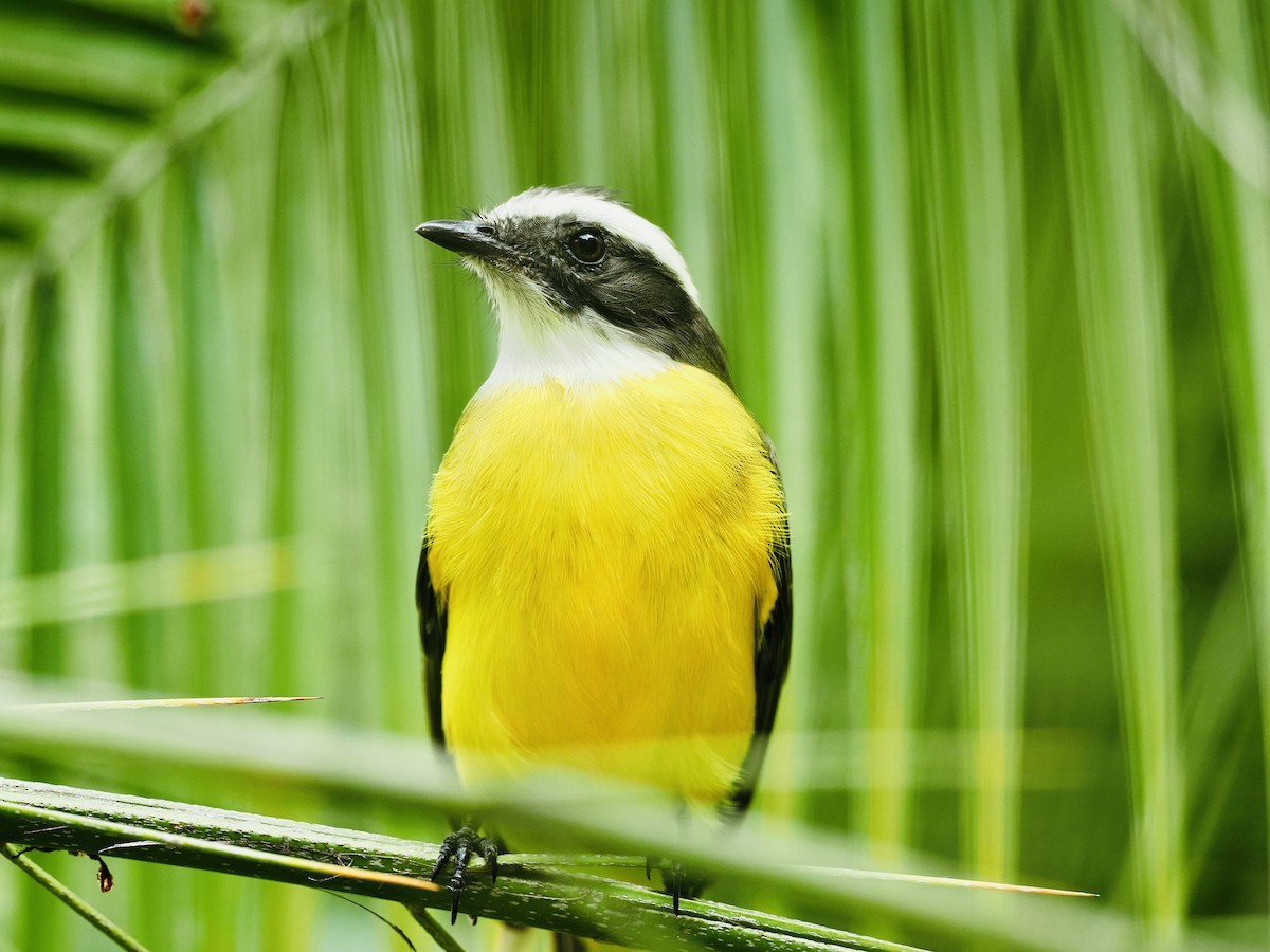 Tyran sociable - ML646188956