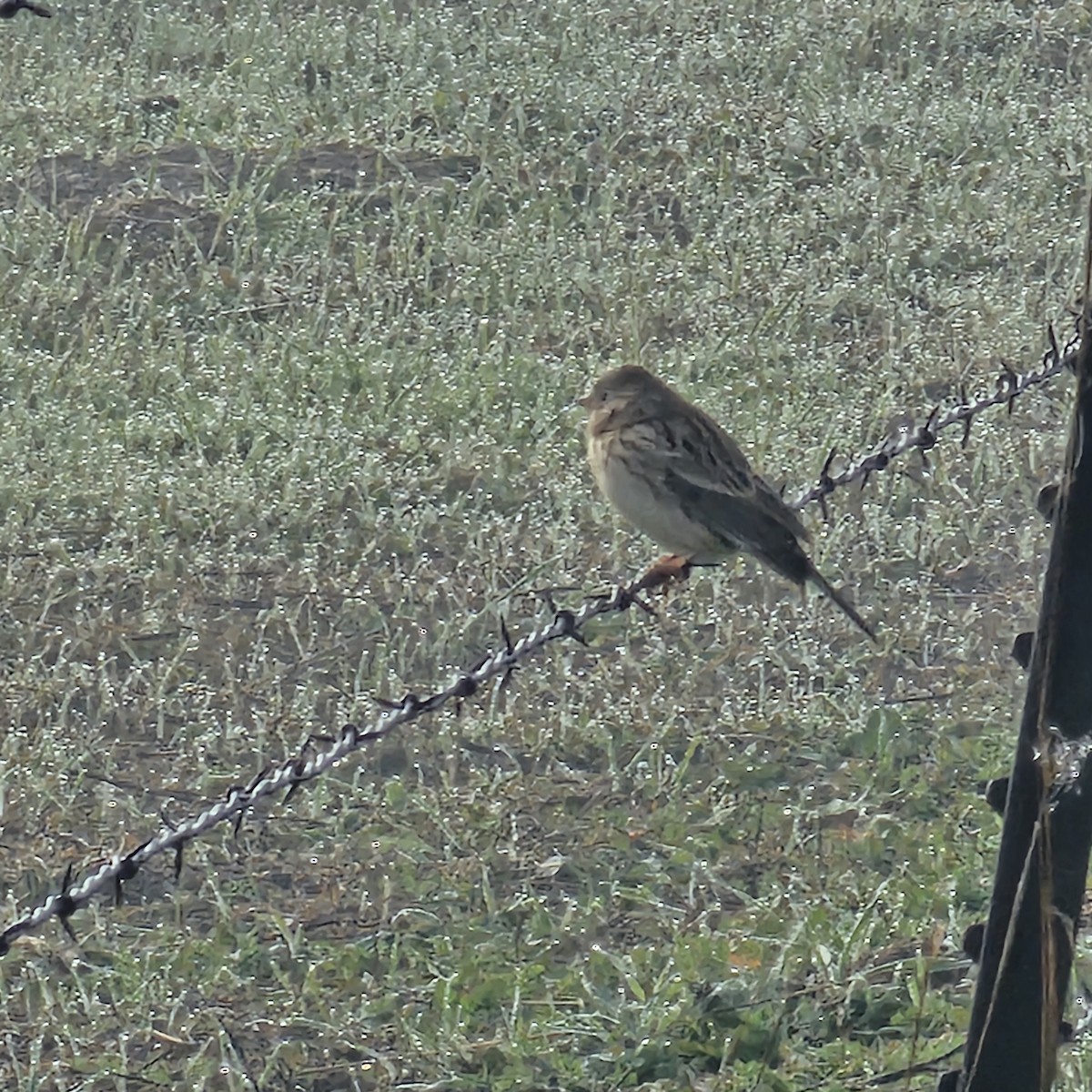 Chingolo Coliblanco - ML646188969