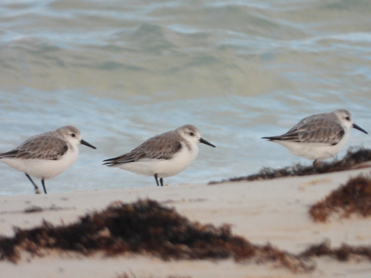 Sanderling - ML646188974