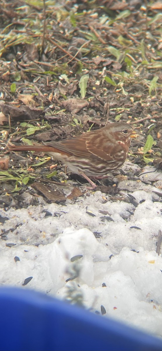 strnadec kaštanový - ML646188975