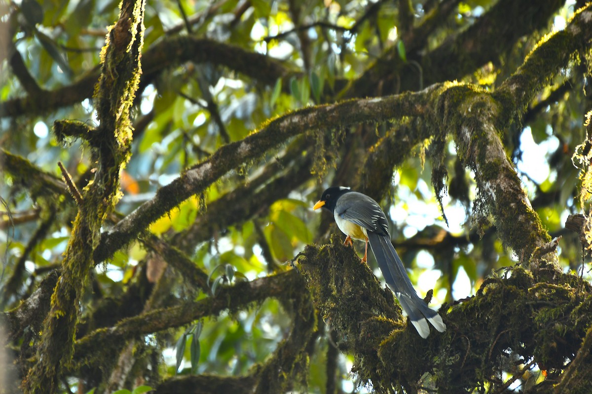 Yellow-billed Blue-Magpie - ML646188976