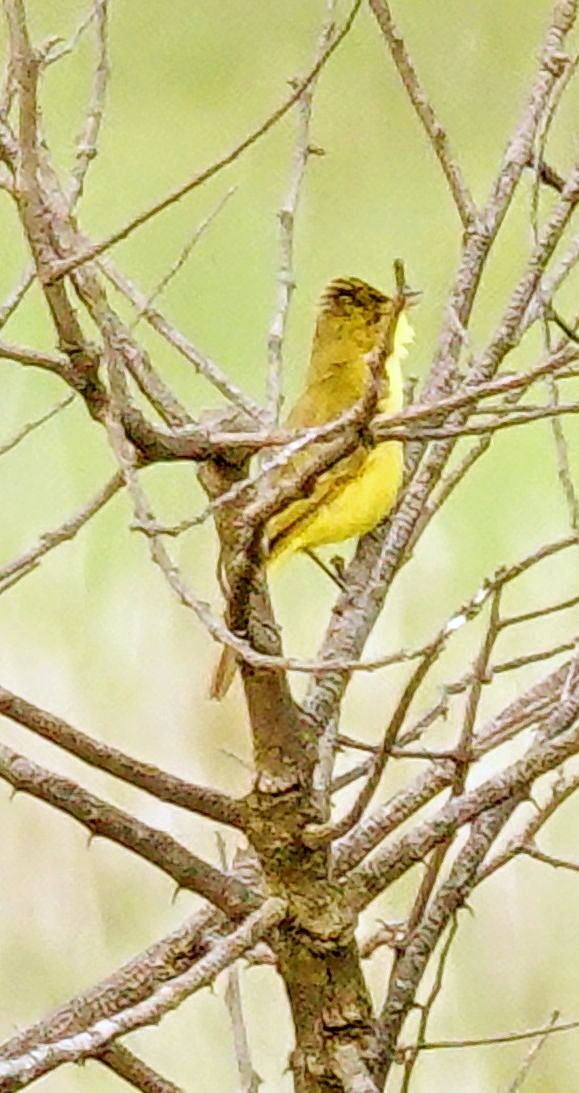 Hypolaïs jaune - ML646188979