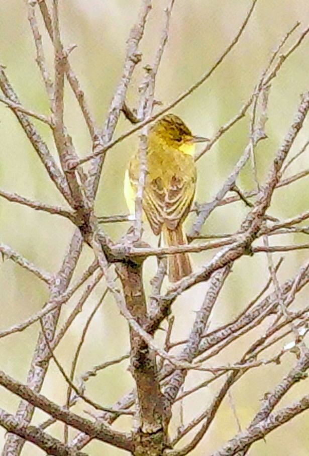 Hypolaïs jaune - ML646188980