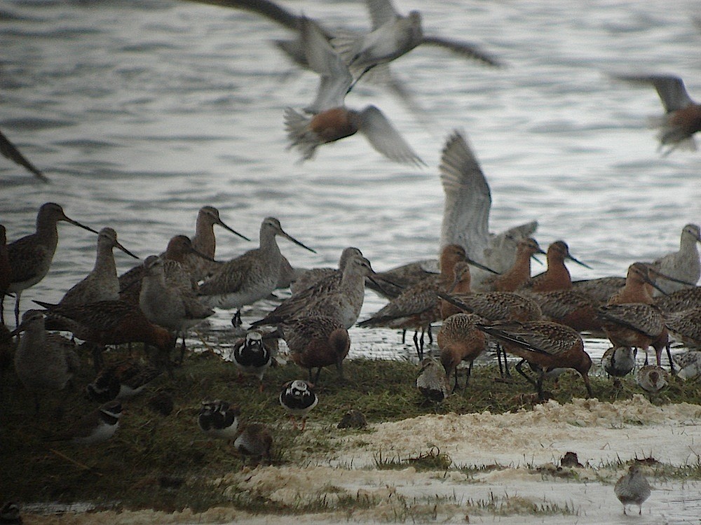 Ruddy Turnstone - ML646188982
