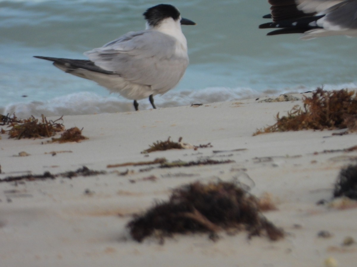 Sandwich Tern - ML646188985