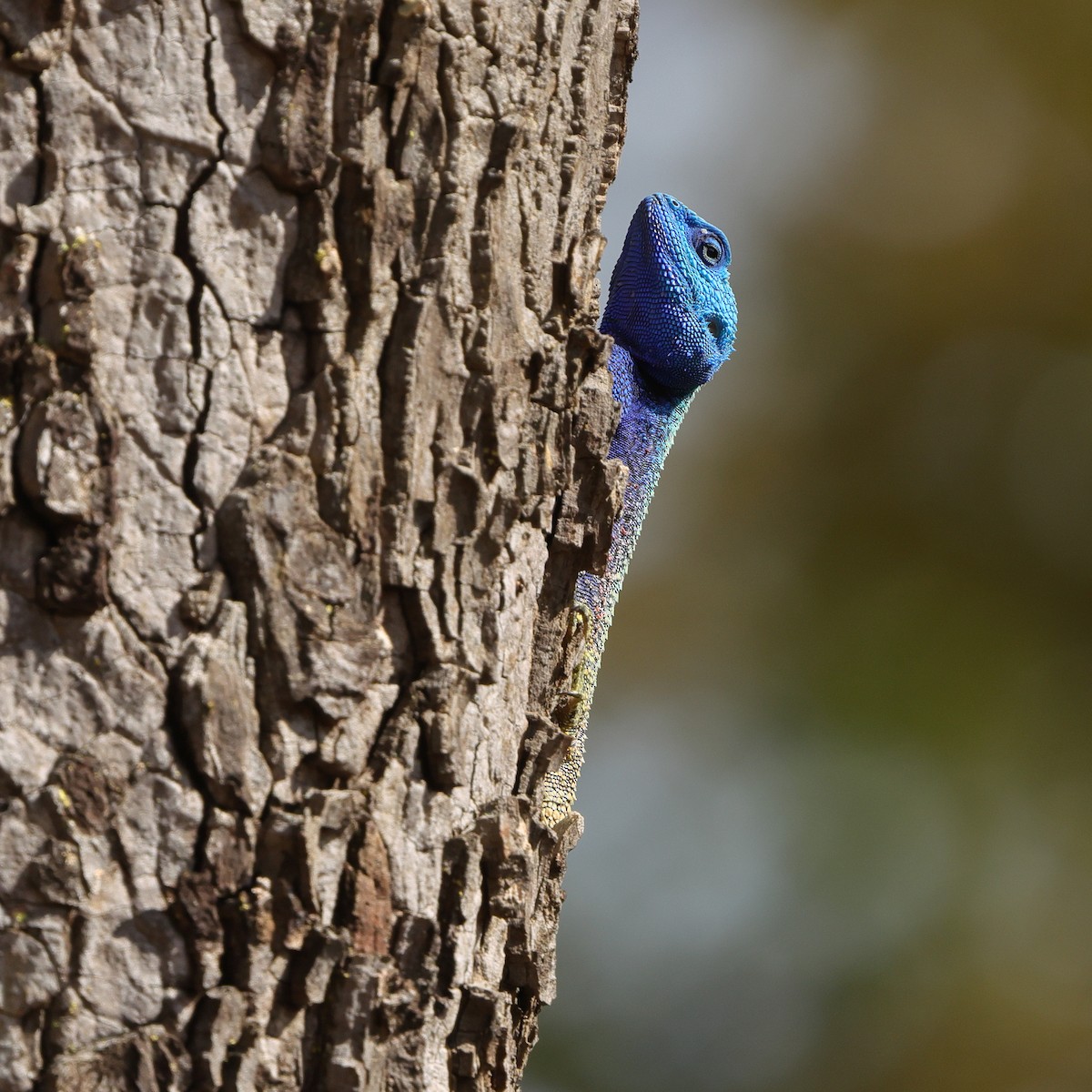 Animals - ML646188991