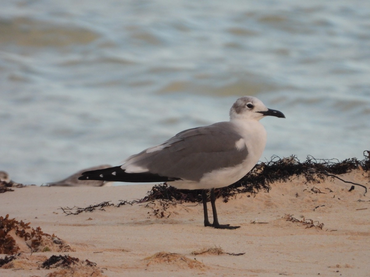 Laughing Gull - ML646188992