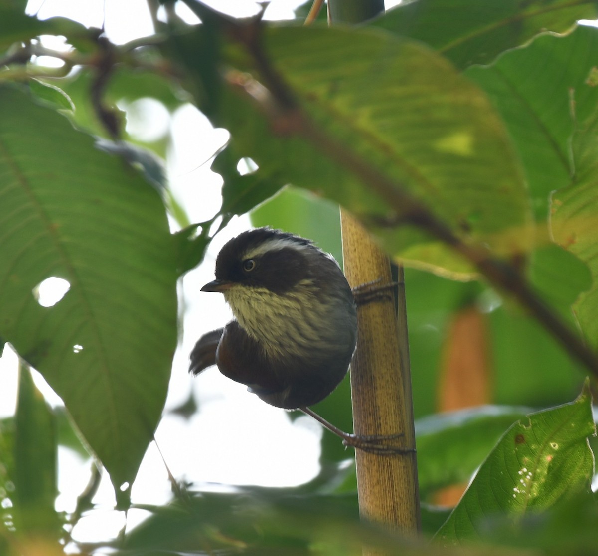 White-browed Fulvetta - ML646188993