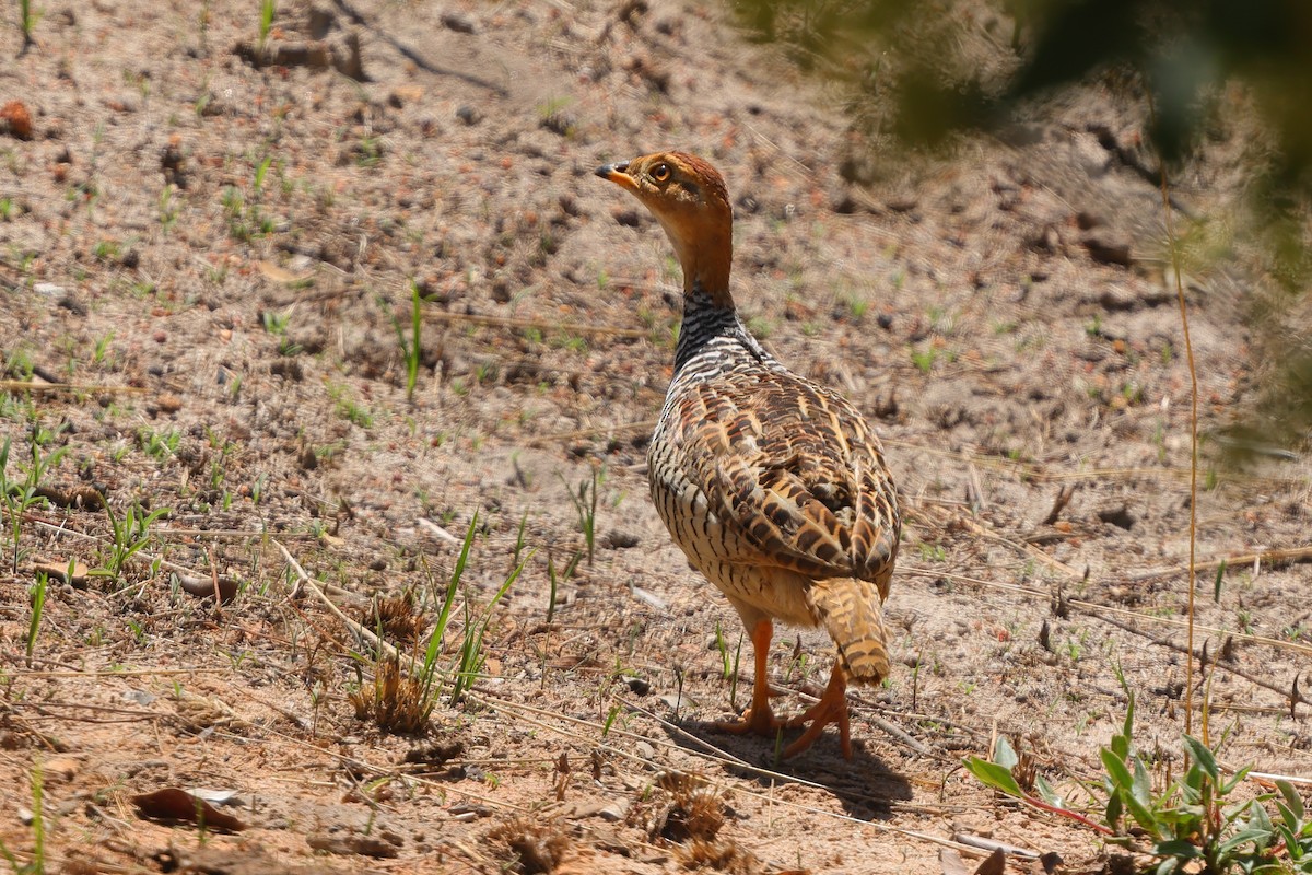Coqui Francolin (Bar-breasted) - ML646188996