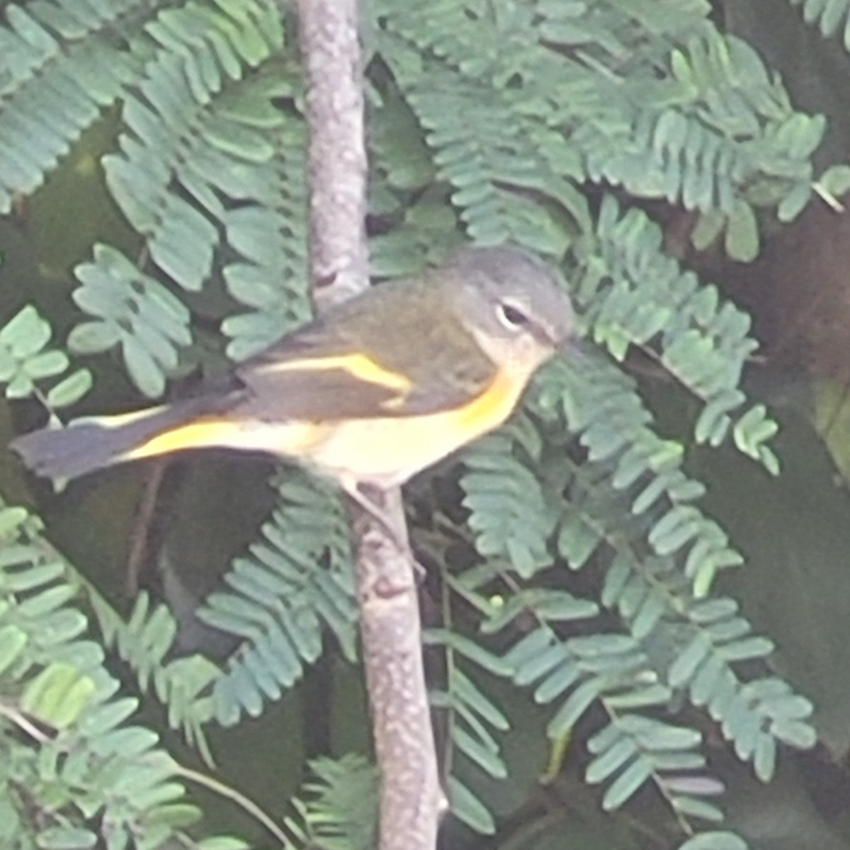 American Redstart - ML646188998