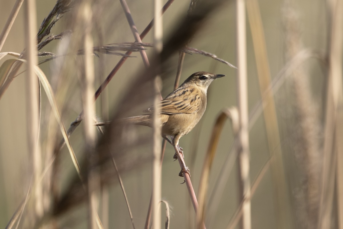 Striated Grassbird - ML646188999