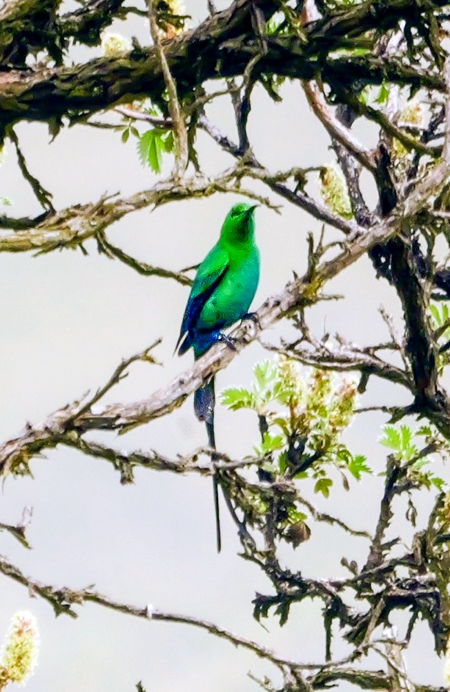 Malachite Sunbird - ML646189004