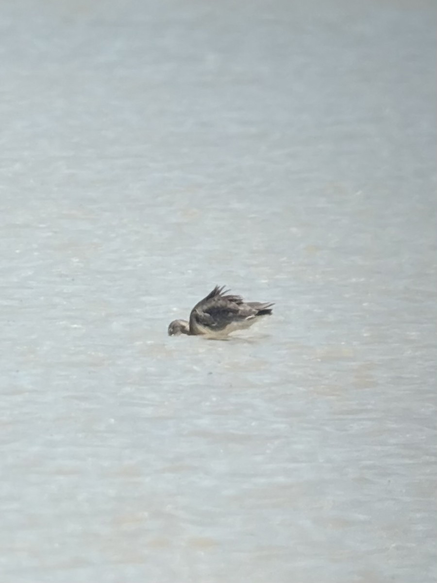 Black-tailed Godwit - ML646189005