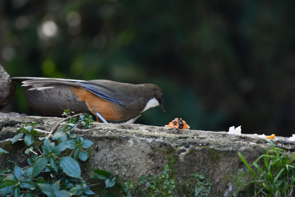 White-throated Laughingthrush - ML646189008