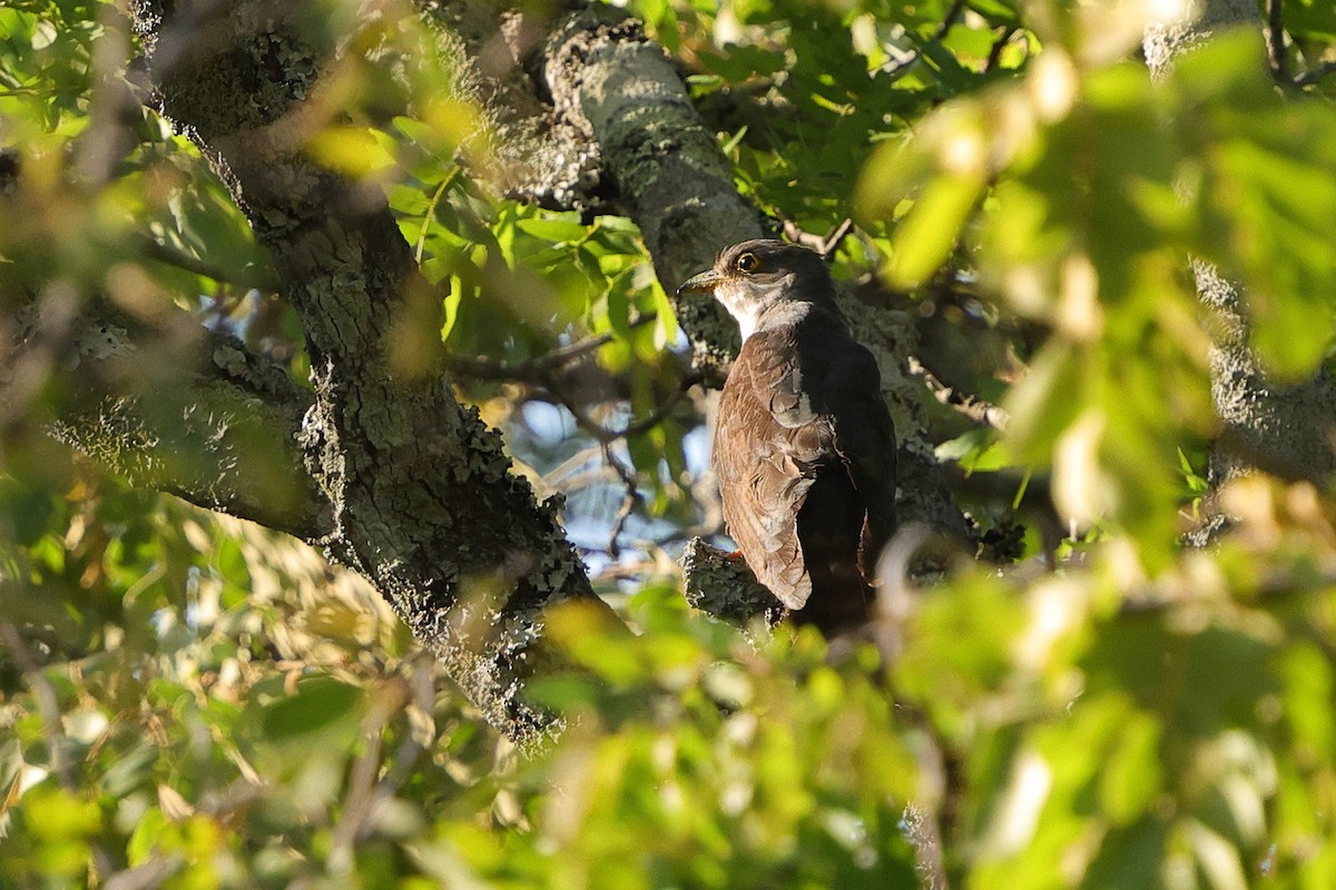 Thick-billed Cuckoo - ML646189015