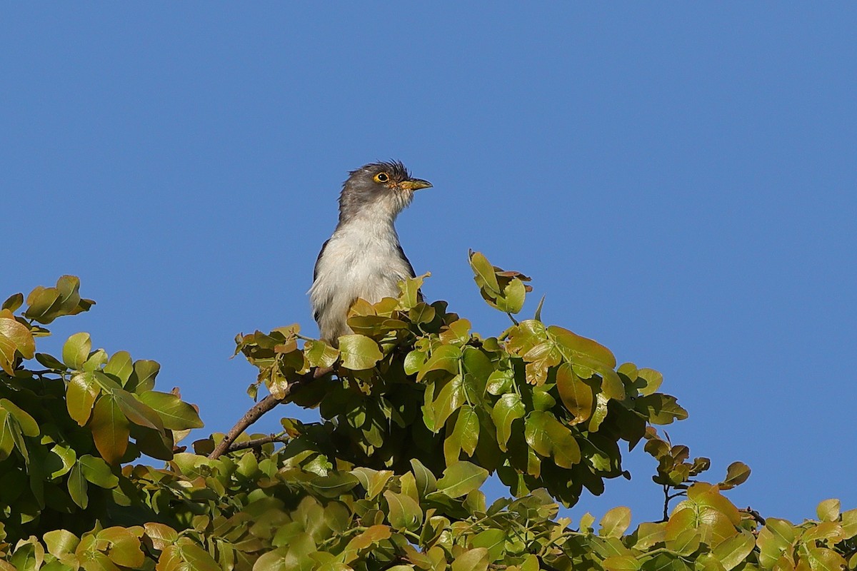 Thick-billed Cuckoo - ML646189016