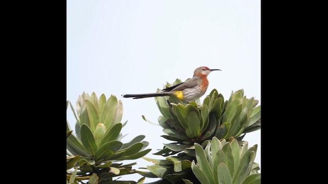 Gurney Şekerkuşu - ML646189017